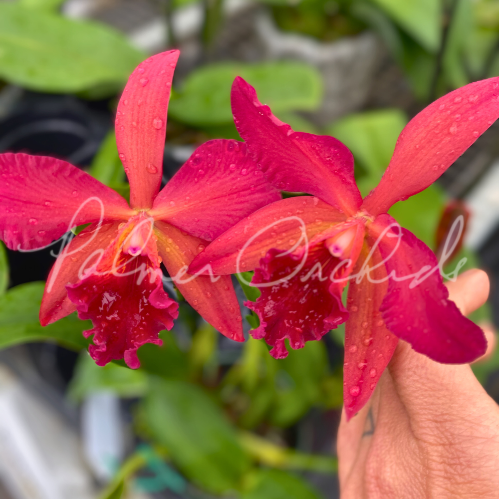 Rth. Star Fire-Rubescent Fire — Palmer Orchids